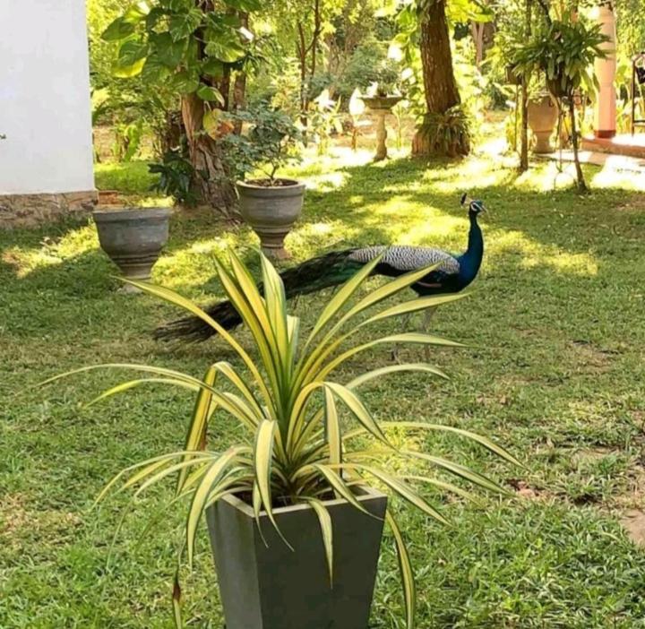 Bay Hill Guest House Tangalle Eksteriør bilde