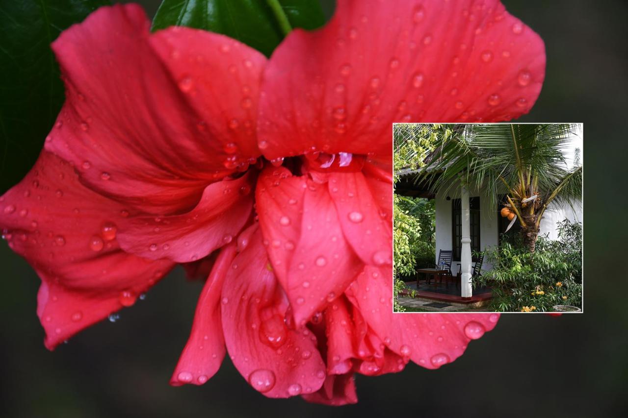 Bay Hill Guest House Tangalle Eksteriør bilde